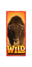Wild ในเกม Buffalo Win
